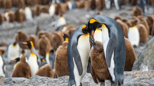 13 Dicembre 2020 Nel silenzio degli uomini i pinguini muoiono